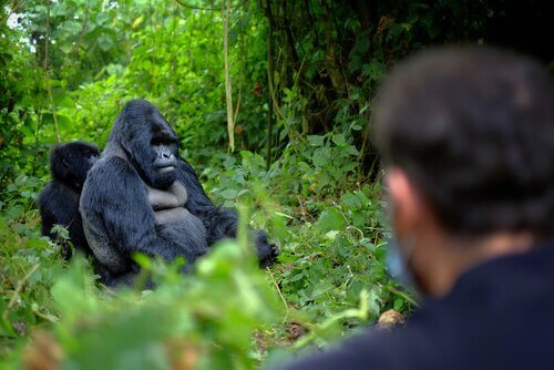 6 guardiani uccisi per difendere i gorilla