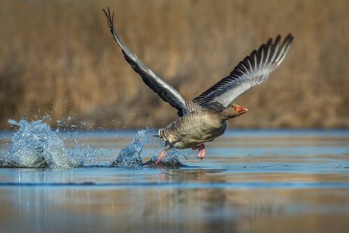 un'oca spicca il volo su uno specchio d'acqua