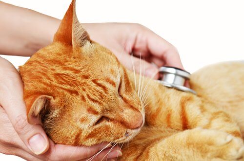 Tumori cutanei nei gatti più comuni