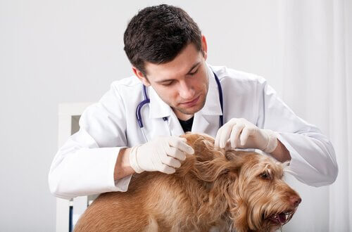 veterinario che controlla i parassiti del cane 