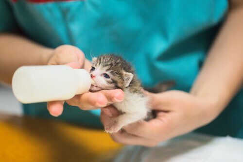 veterinario dà il biberon a un gattino