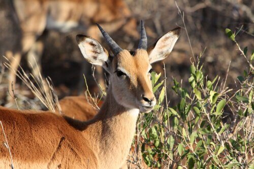 volto e corna di un impala