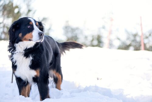 Bovaro del Bernese tra la neve