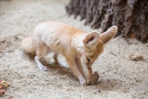 Si può avere un Fennec come animale domestico?
