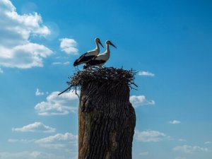 Klepetan e Malena, due cicogne innamorate