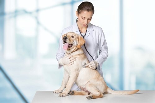 Labrador che viene visitato dal veterinario