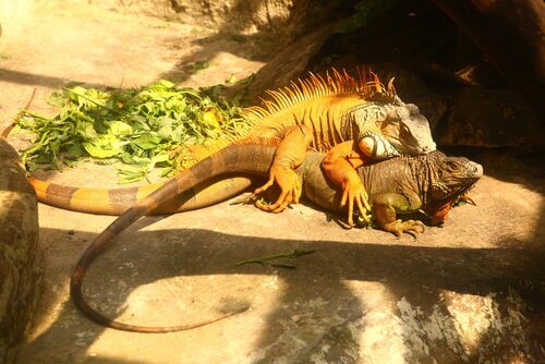 Tutto sulla riproduzione dell'iguana comune
