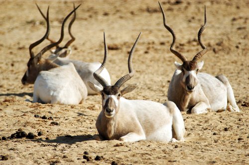 Addax nel deserto del Sahara
