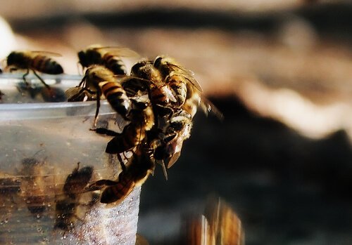 Alcune api intorno a un secchio trasparente