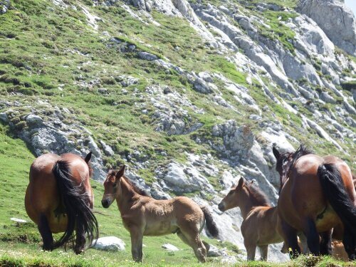Cavalli pascolano liberi alle pendici di un monte