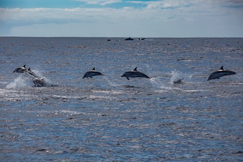Delfini saltano in lontananza nell'oceano