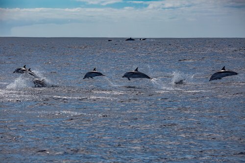 Delfini saltano in lontananza nell'oceano