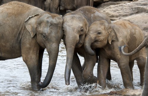 Elefanti asiatici in un fiume