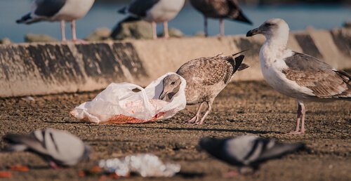 Cambiamento climatico e plastica minacciano gli uccelli marini