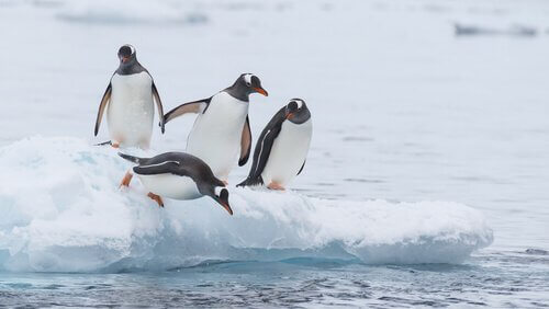 Pinguini su un blocco di ghiaccio