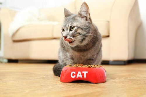 Alimentazione del gatto: quando, quanto e come?