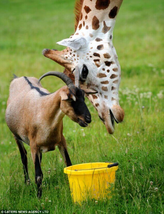 Amicizia tra una giraffa e una capra