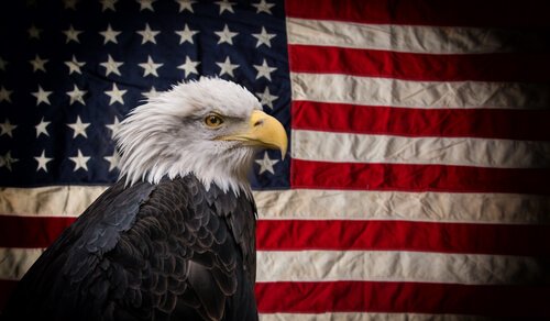 Aquila testabianca bandiera americana