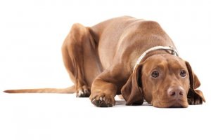 Atrofia testicolare nei cani: di cosa si tratta?