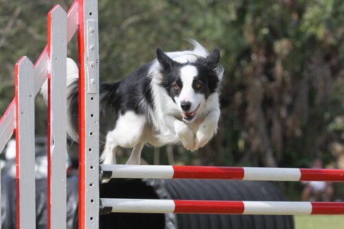 border collie salta ostacoli 