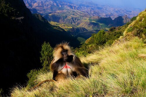 Babbuino Gelada