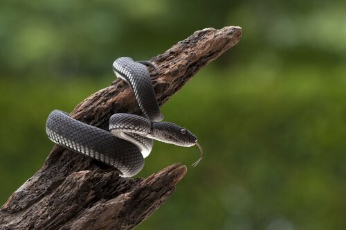 Posizione attorcigliata tipica dei serpenti