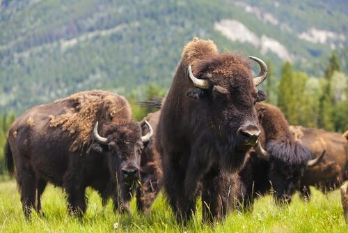bisonti nel parco di Yellowstone