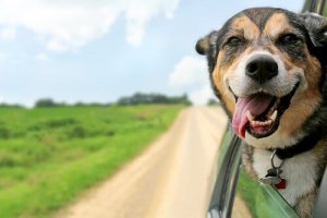 Consigli per pianificare le vacanze con il cane