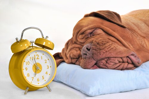 Cane con testa sul cuscino accanto a una sveglia gialla