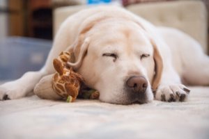 Cosa fare se il cane non dorme?