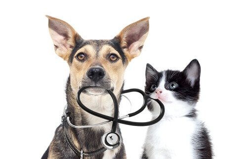 Cane e gatto con uno stetoscopio