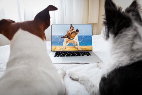 Cane e gatto guardano un video sul PC