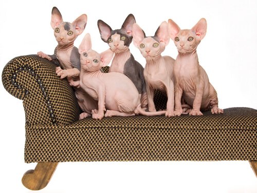 Cuccioli di gatto sphynx su una poltrona