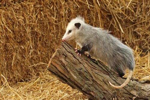 Opossum su un tronco di ramo tagliato