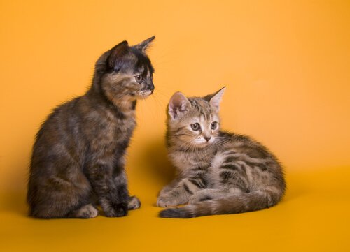 cuccioli di Australian Mist