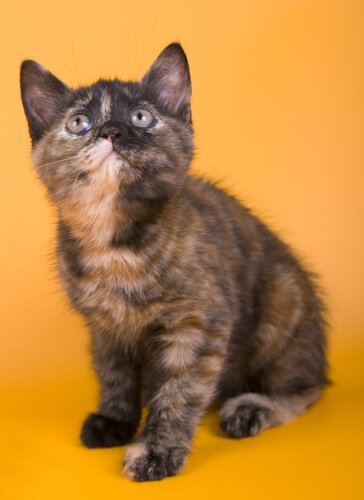 Cucciolo di Australian Mist