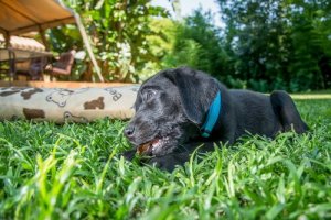 I rischi di tenere il cane in giardino