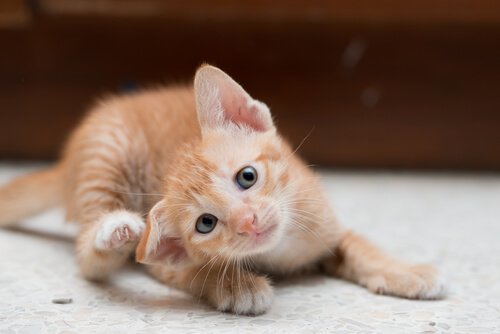 Gattino arancione si gratta