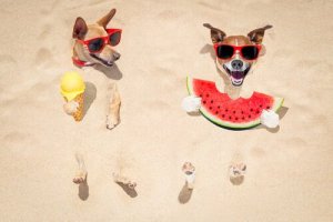 Cosa fare se il cane non mangia per il caldo?
