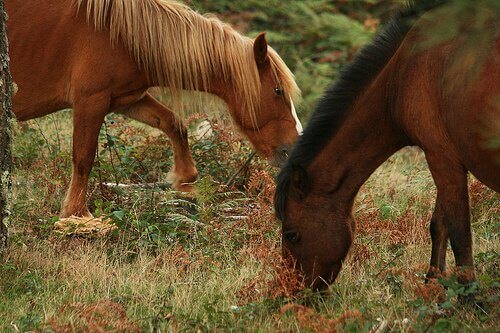 due cavalli brucano l'erba di un prato
