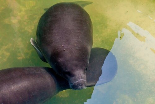 Cetacei d'acqua dolce in uno stagno brasiliano