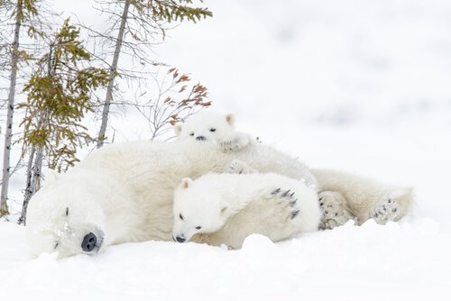 due cuccioli di orso polare giocano con la mamma