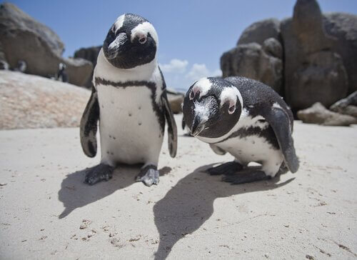 Quante specie di pinguini ci sono?
