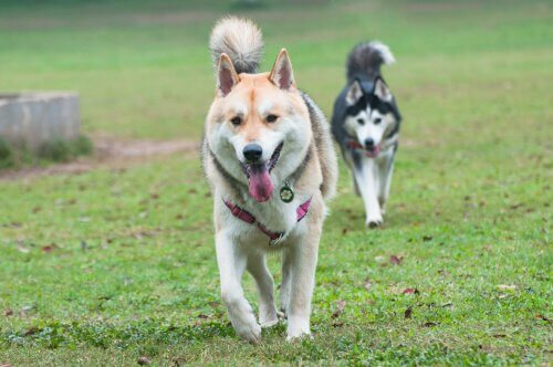 Due husky passeggiano in fila su un giardino