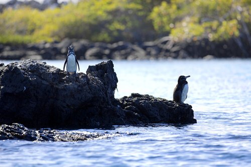 Due pinguini delle Galapagos sul punto di tuffarsi