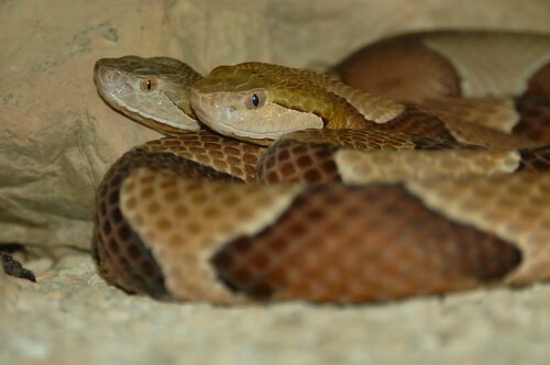 Due serpenti durante l'accoppiamento 