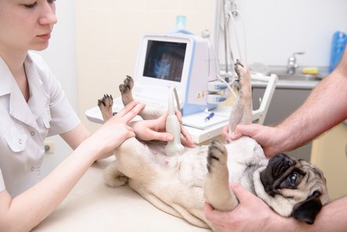 Uso dello scanner in medicina veterinaria
