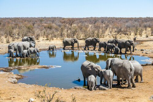 Elefanti nel parco nazionale di Etosha