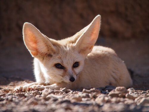 Fennec nel deserto