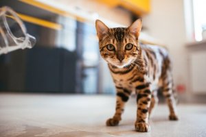 Cosa fare se il vostro gatto barcolla quando cammina?